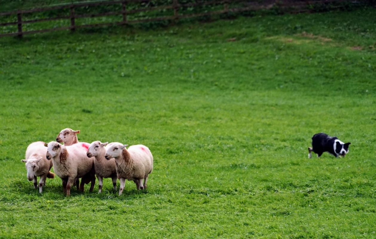 Border collie herding sheep at a competition