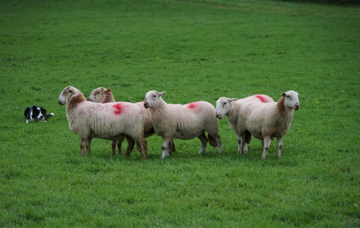 Border collie herding sheep during a sheep dog competition