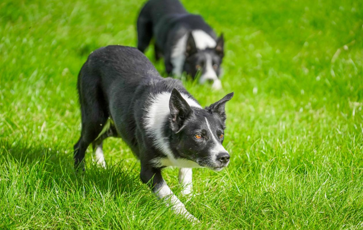 A brace of sheep dogs