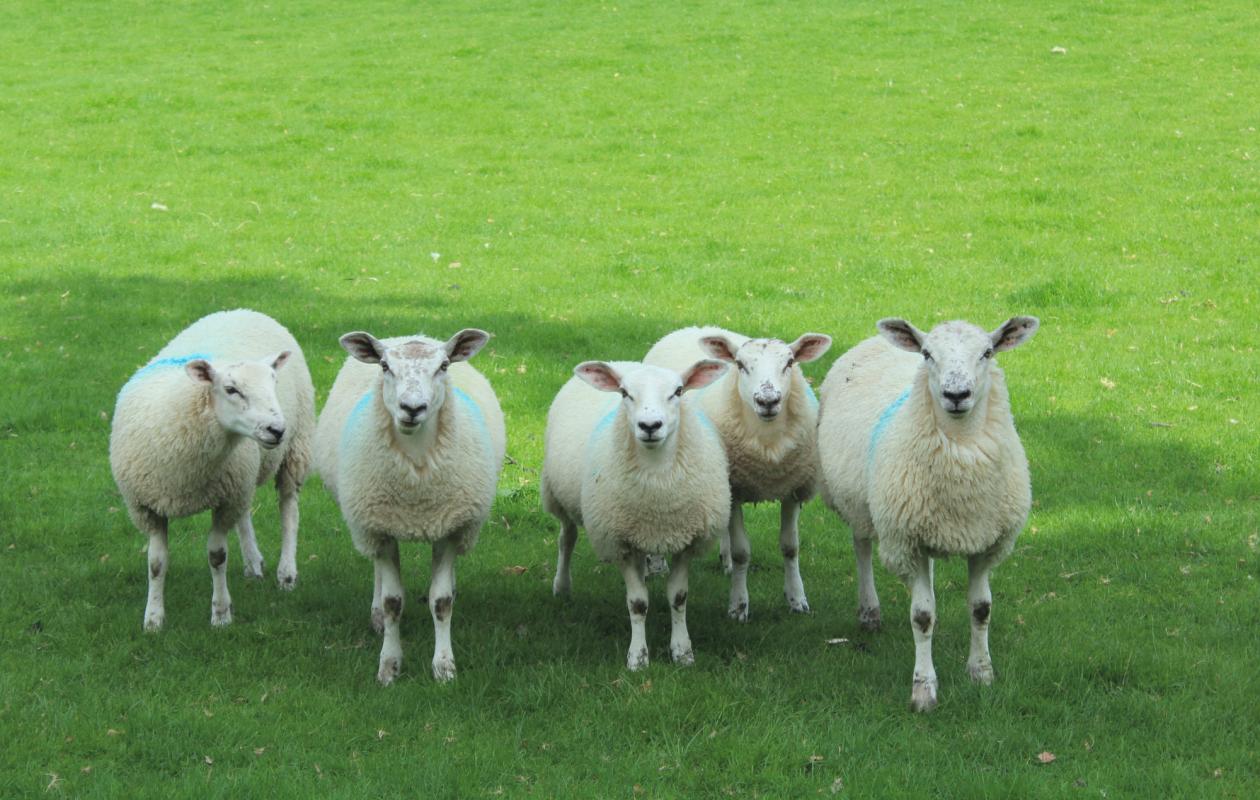 group of sheep