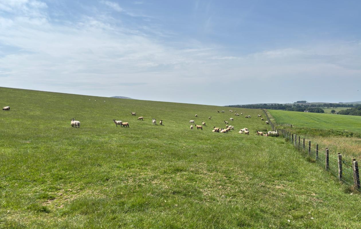 Panoramic view of rolling hills in the Scottish Borders