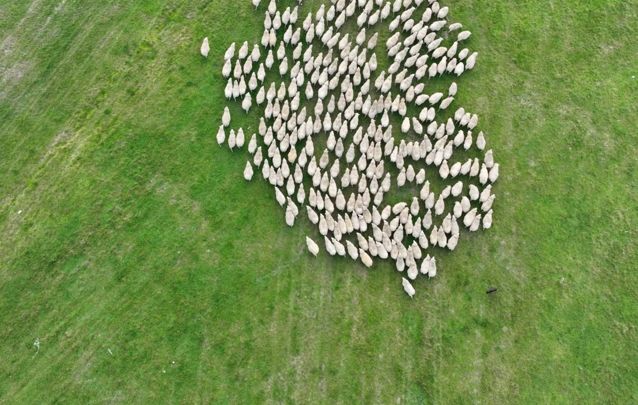 Sheep dog herding a flock of sheep