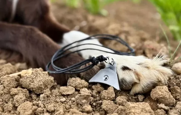 Sheep Dog Whistle