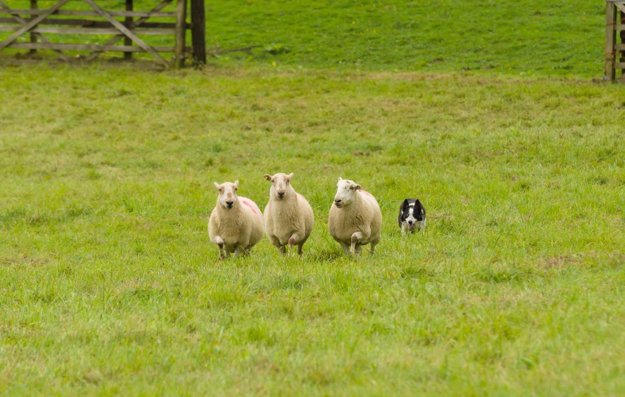 Welsh Border Collie sheep dog rounding up sheep