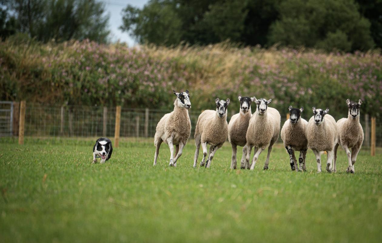 Dalscone's new sheep dog Islay