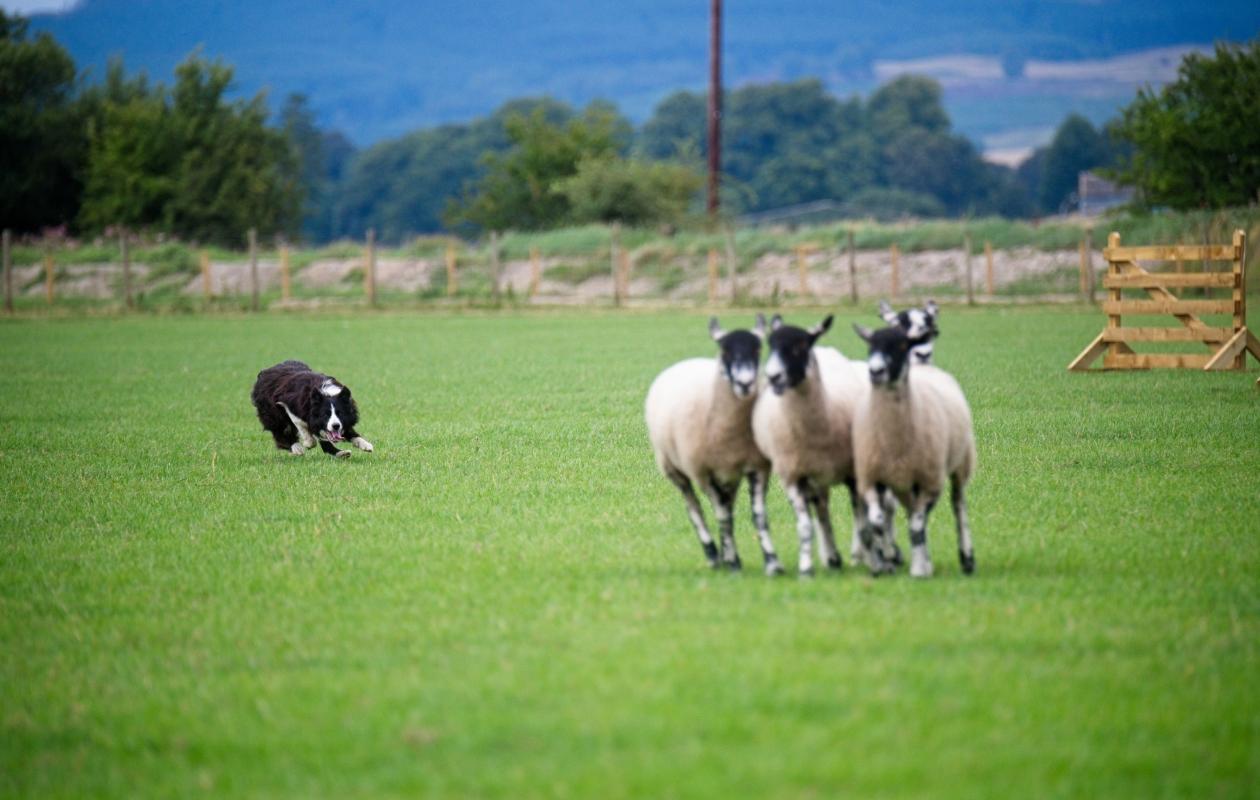 Sheep dog trial at Dalscone
