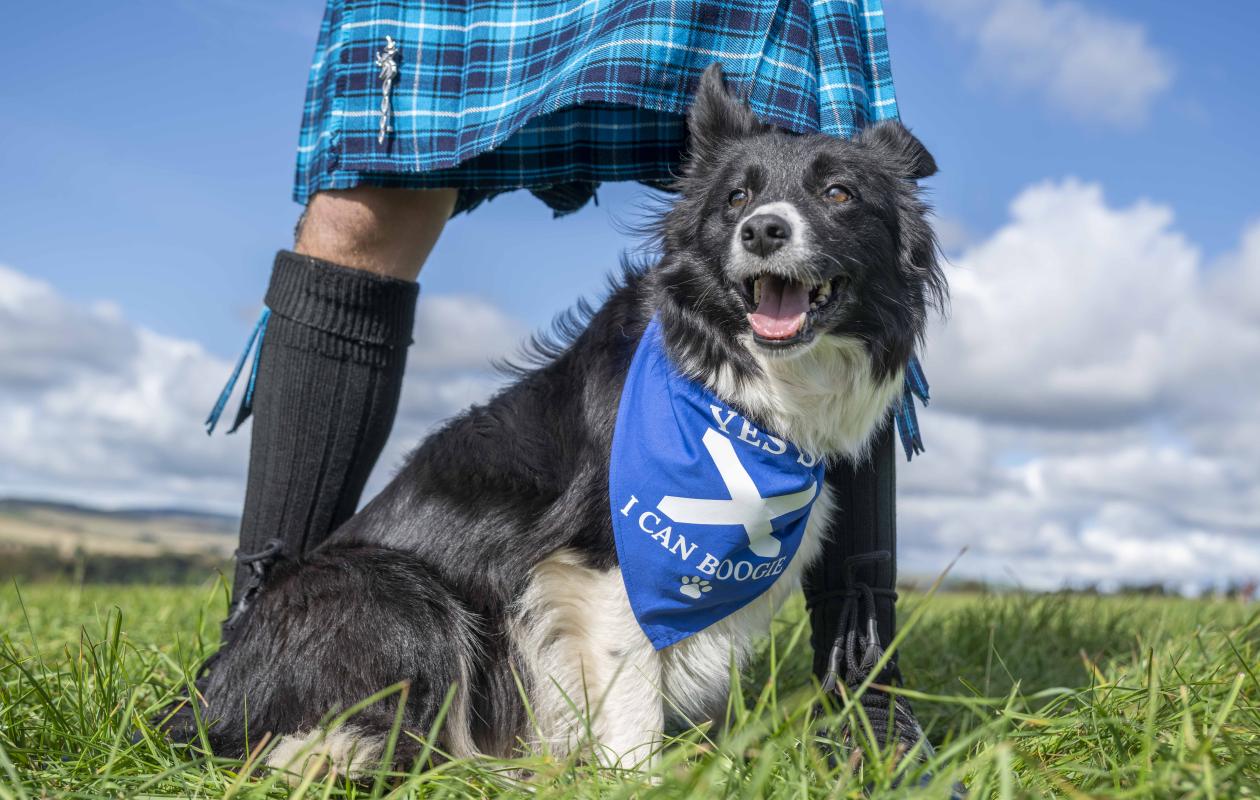 A border collie wearing a Scotland scarf 