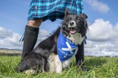 A border collie wearing a Scotland scarf 