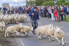 Sheep in the opening ceremony of the World Trial 